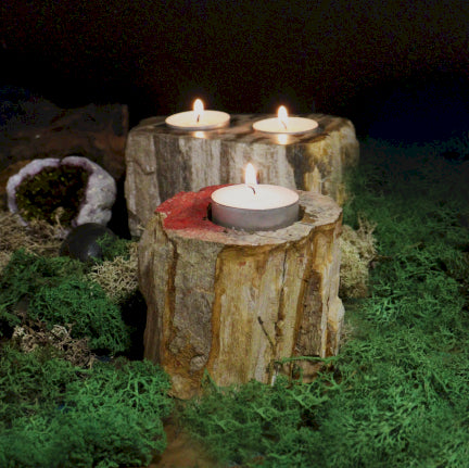 Petrified Wood Candle Holder